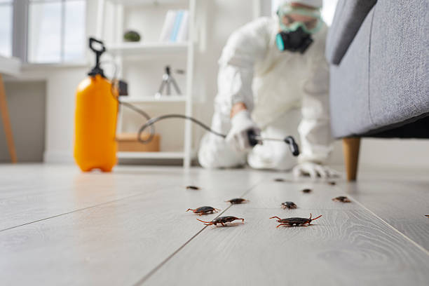 Commercial Kitchen Cockroach Control in Norton
